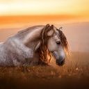 Аватарка канала @horses_sivka
