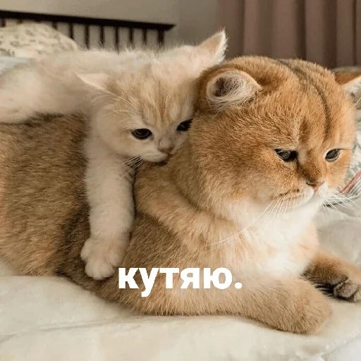 Стикер «котики и мы-9»