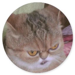 Сломанная кошка