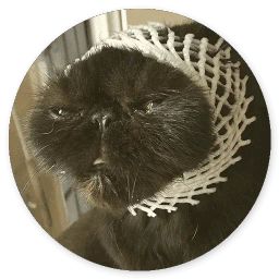 Сломанная кошка