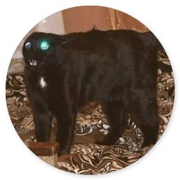 Сломанная кошка