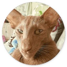 Сломанная кошка