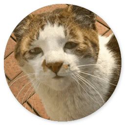 Сломанная кошка